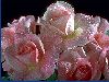 thumbnail of Pink Rose