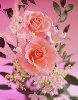 thumbnail of pink roses