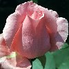 thumbnail of pink rose