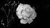 thumbnail of White Rose
