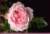 thumbnail of pink flower