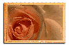 thumbnail of Yellow Rose