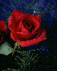 thumbnail of Red Rose