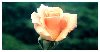 thumbnail of Rose