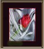 thumbnail of Satin and Rose